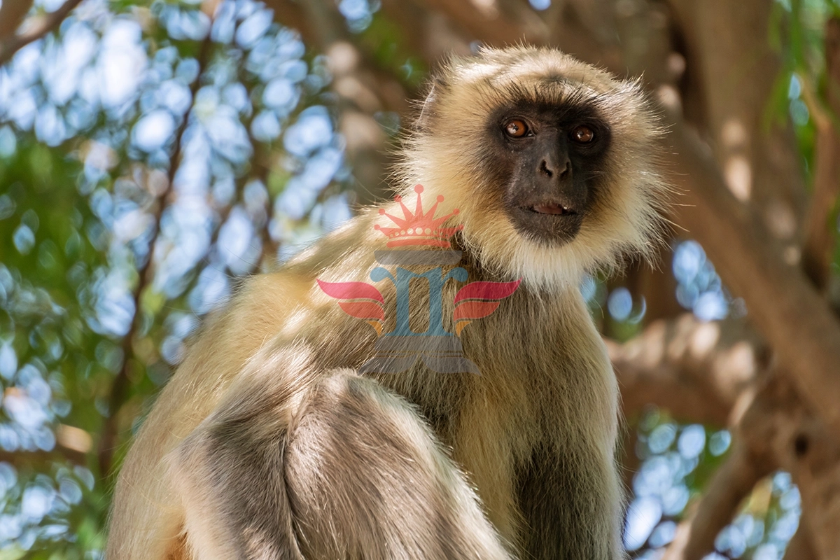 India Monkey langoor Sitting on branch