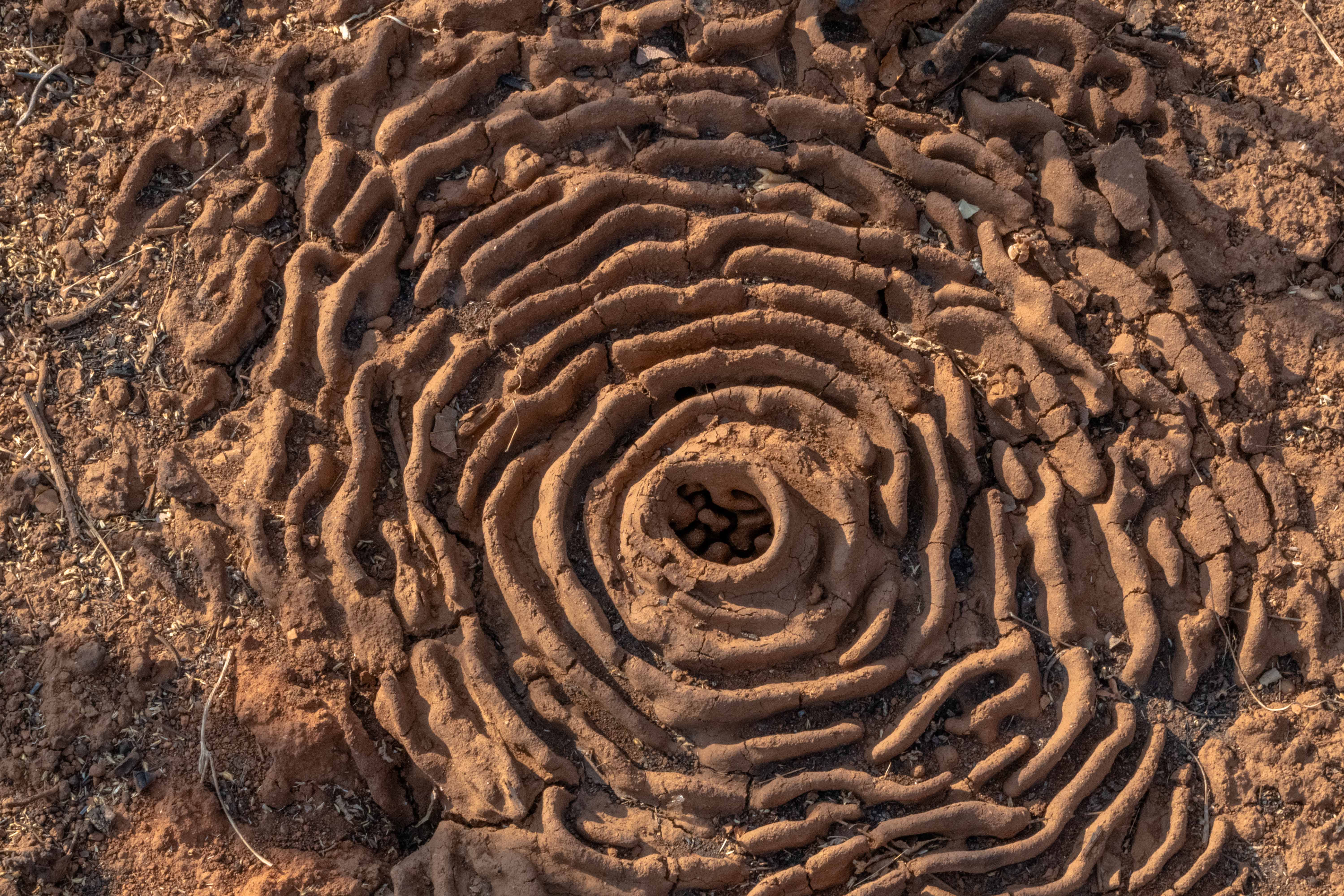 Ant nest HD stock images free download in 6K resolution