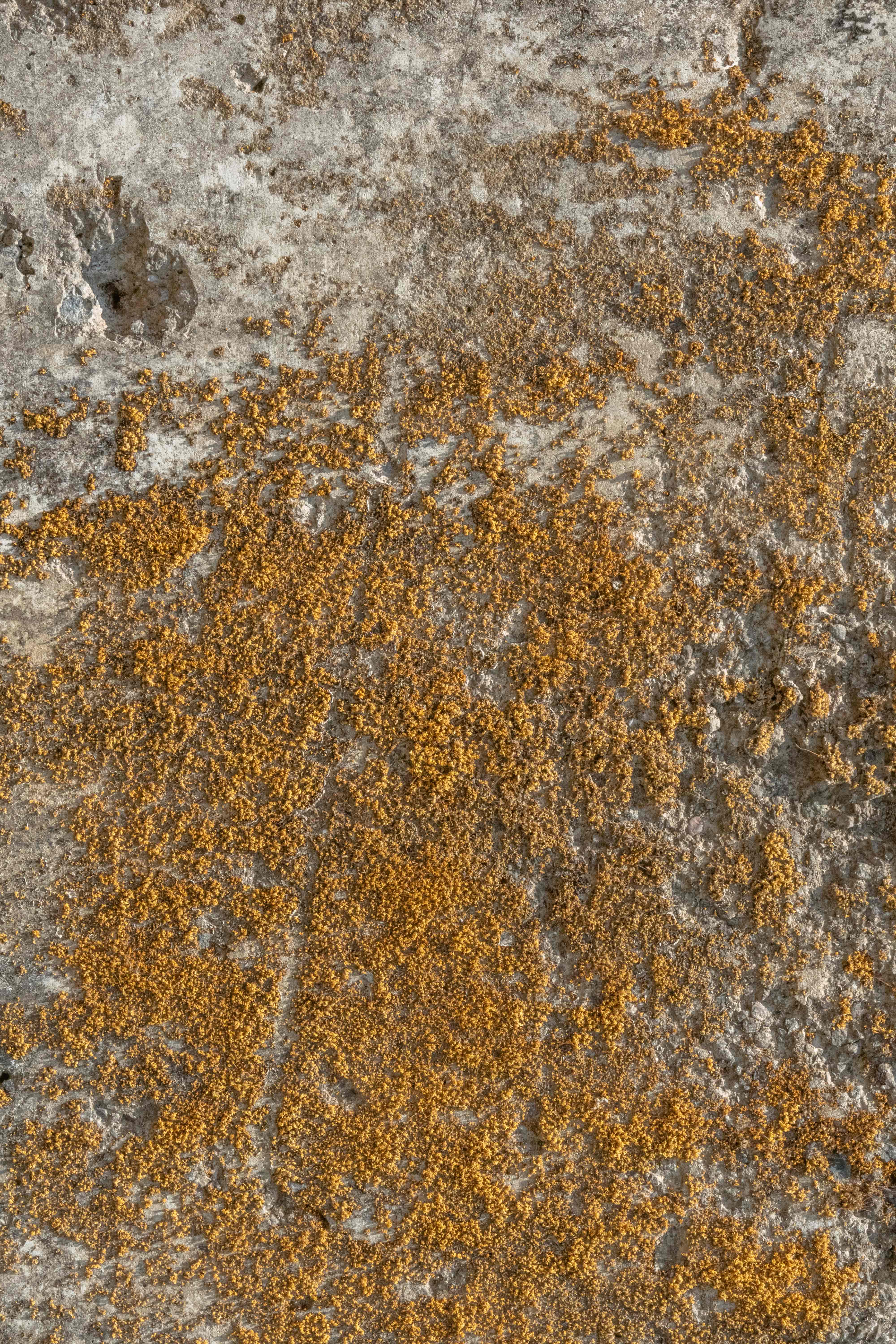 concrete surface with dry moss HD stock image in 6K resolution for free download