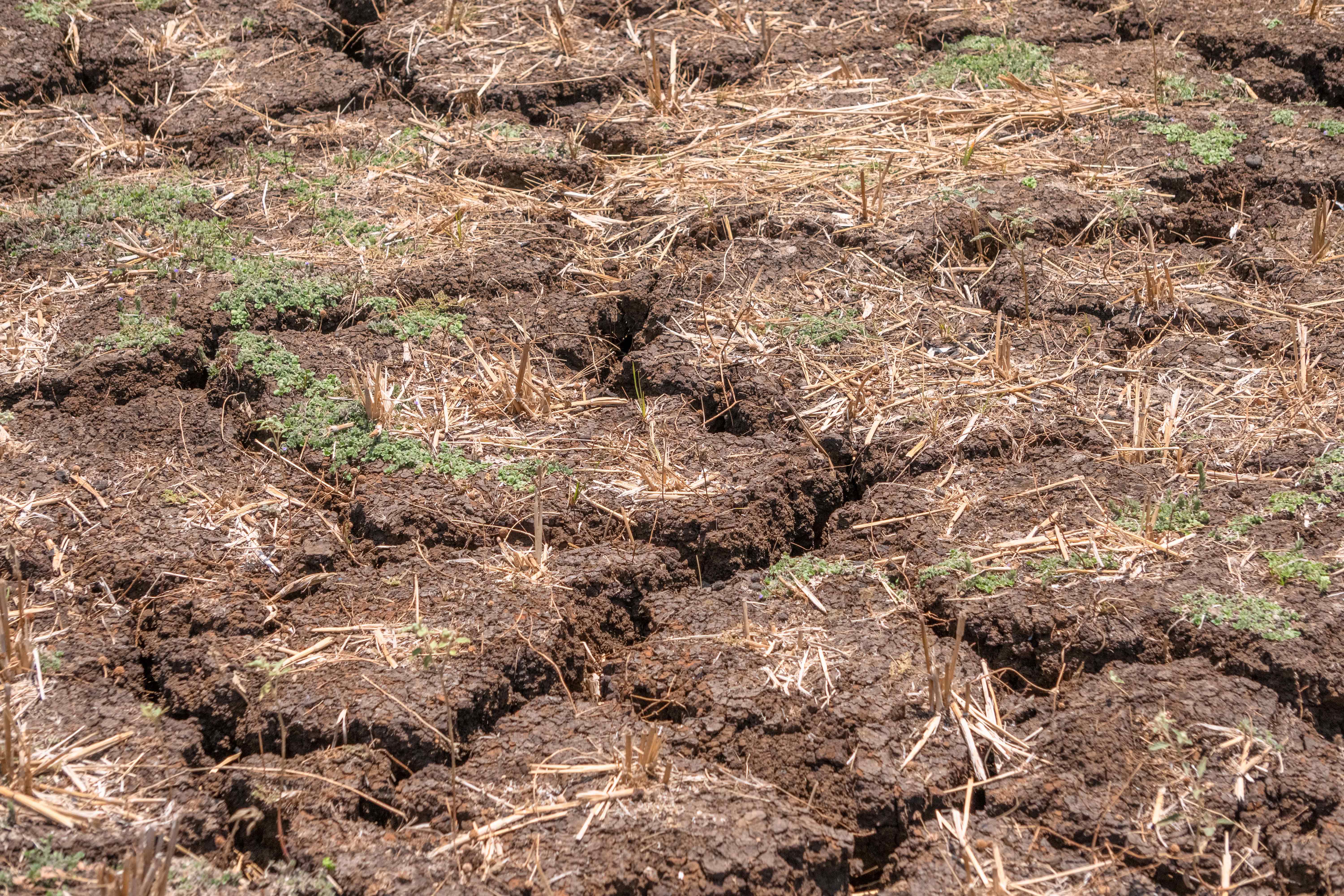 Dry Cracked Agricultural Soil with Harvest Residue and Sparse Vegetation