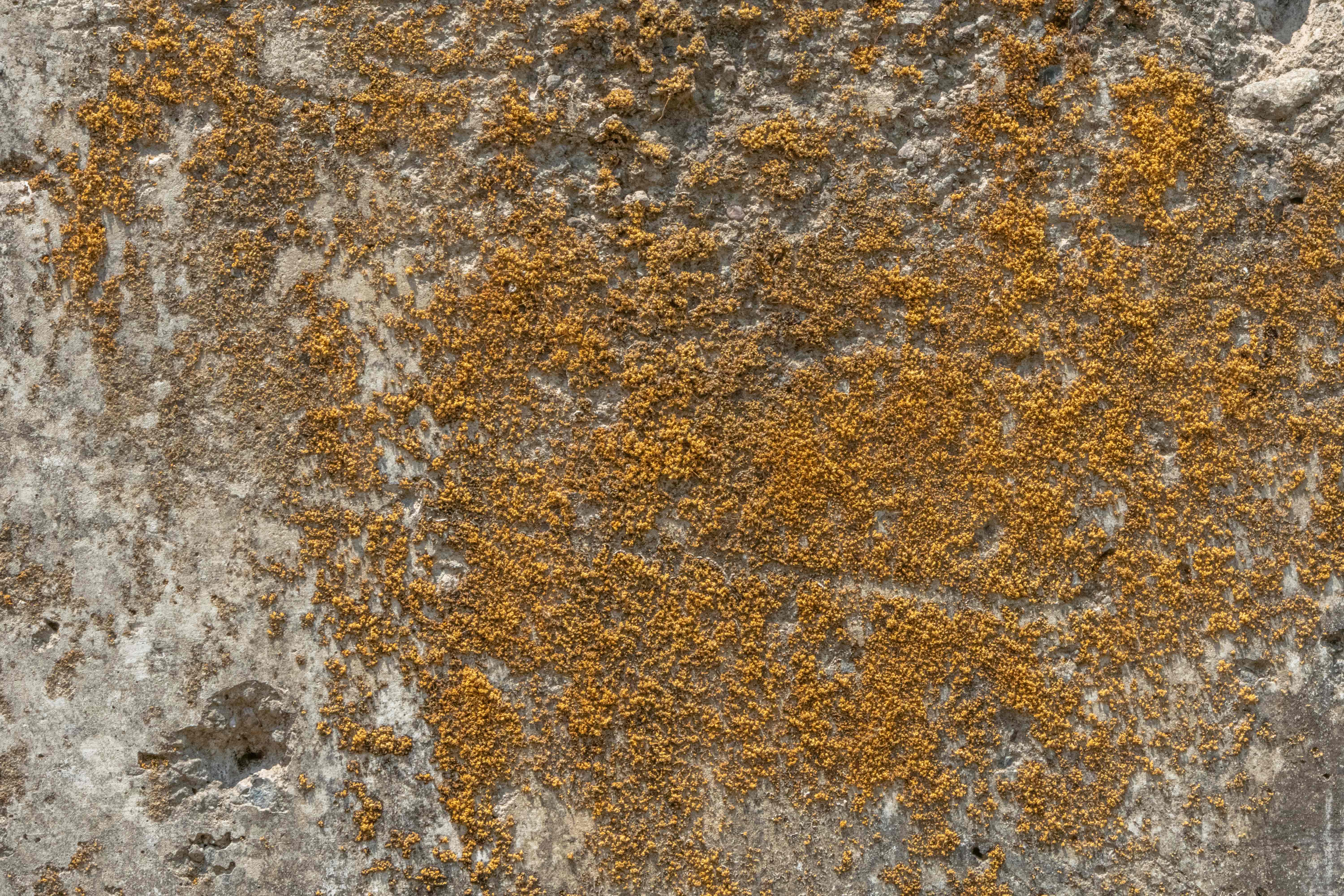 Hard Grey Stone Wall with Yellow Musk  texture in 6K resolution