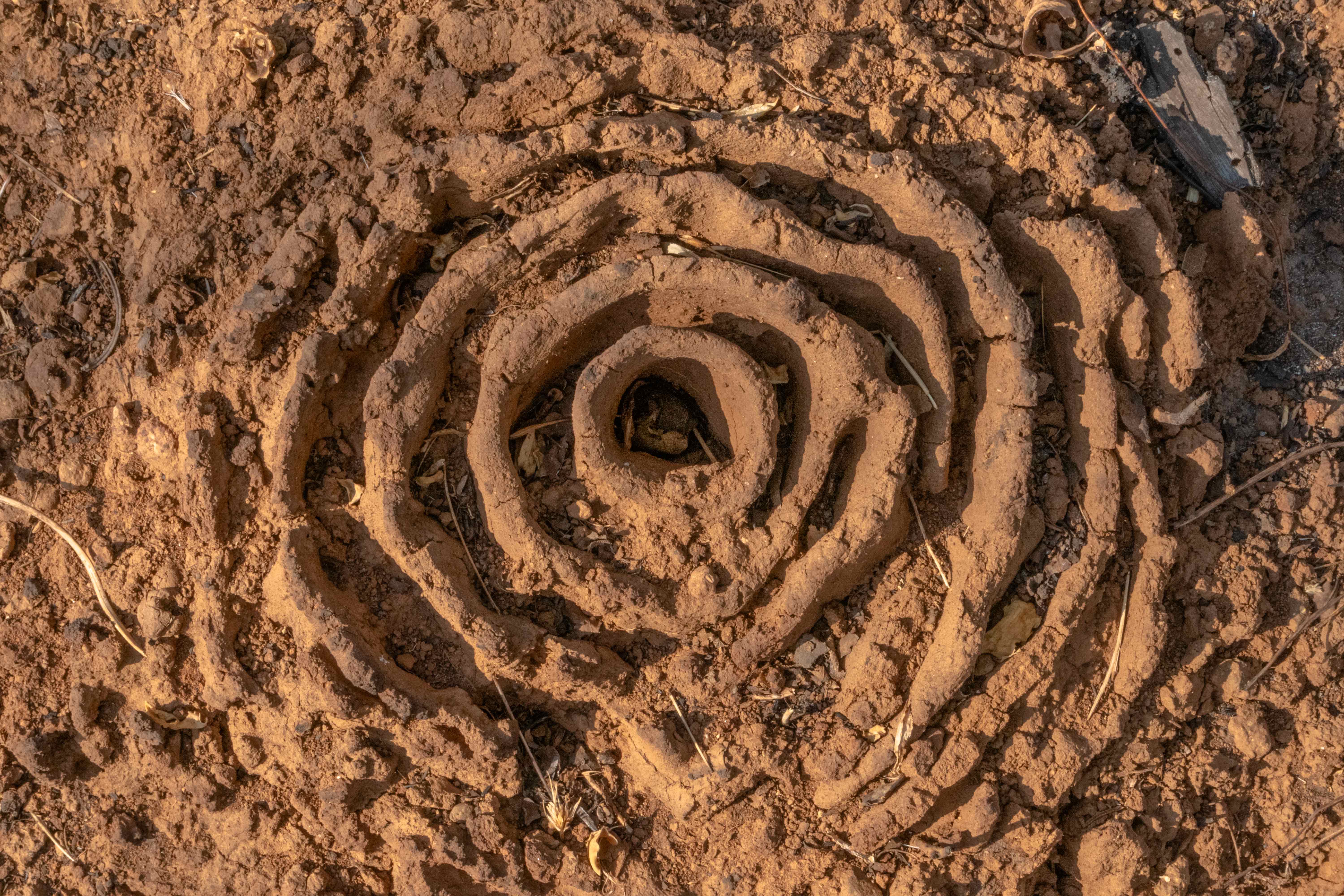 Spiral ant nest on dry clay soil HD stock image free download