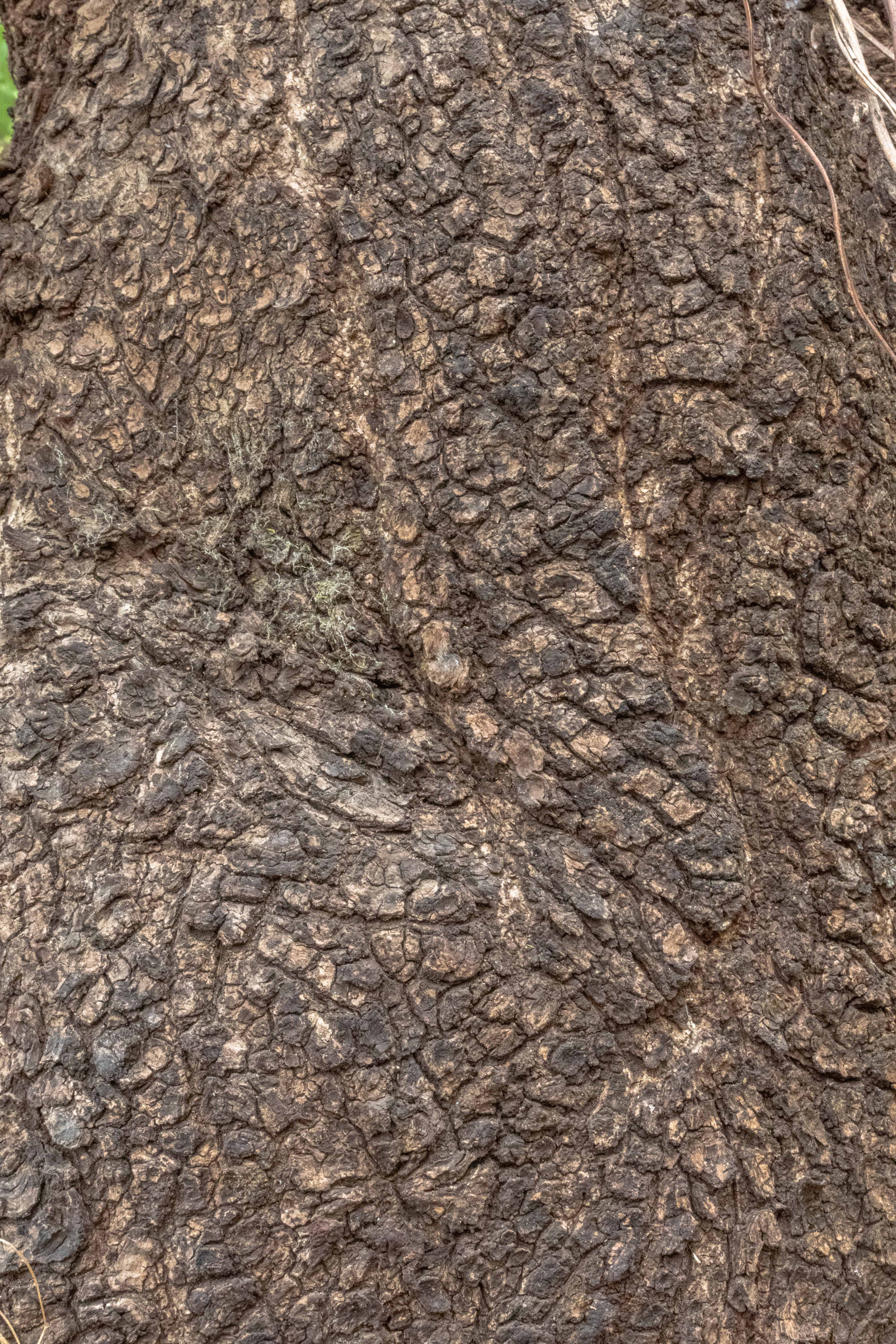 Tree Bark texture HD Images - Free Download Royalty Free Footages