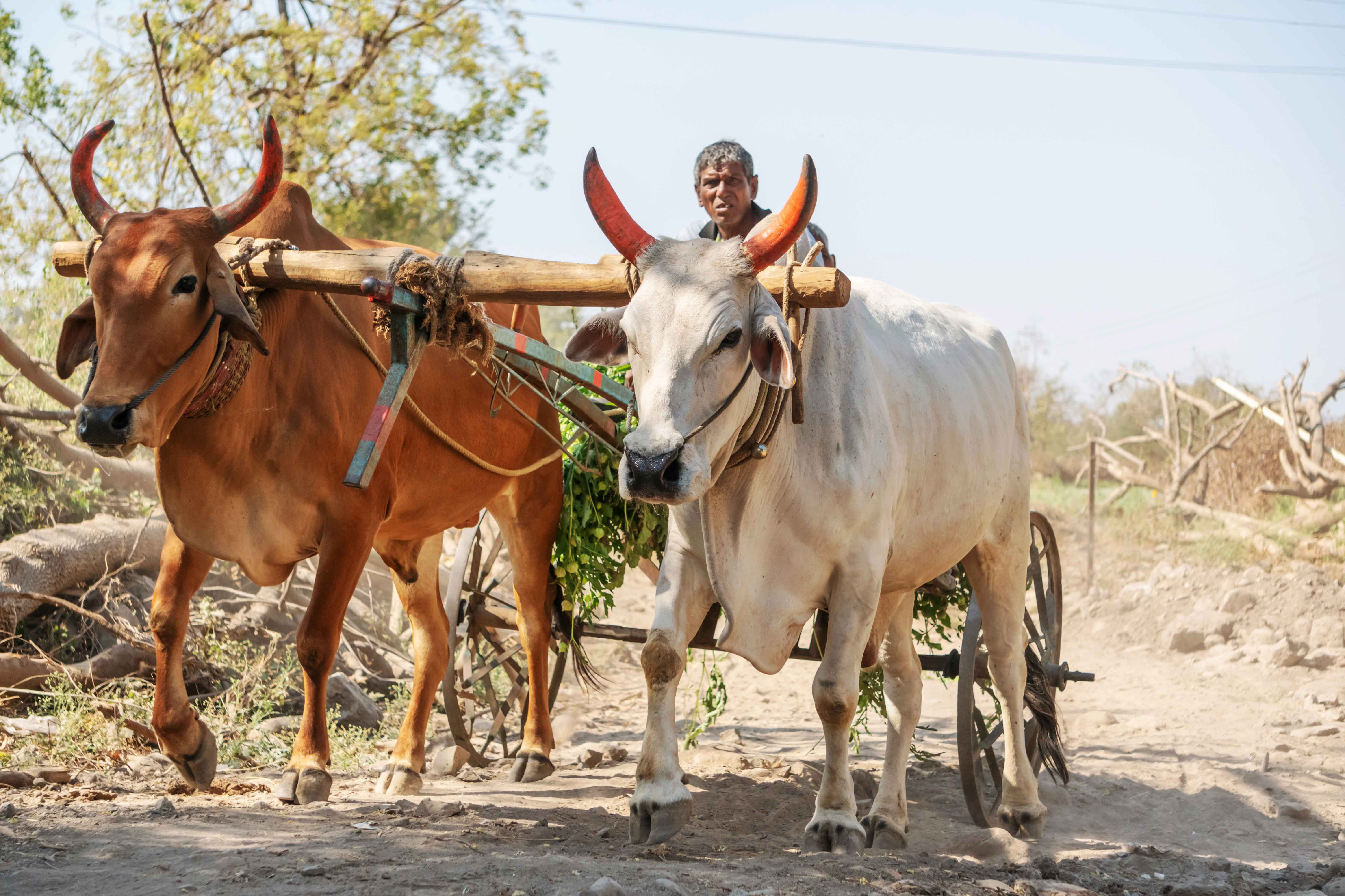Close up Indian farmer with bullock cart stock images