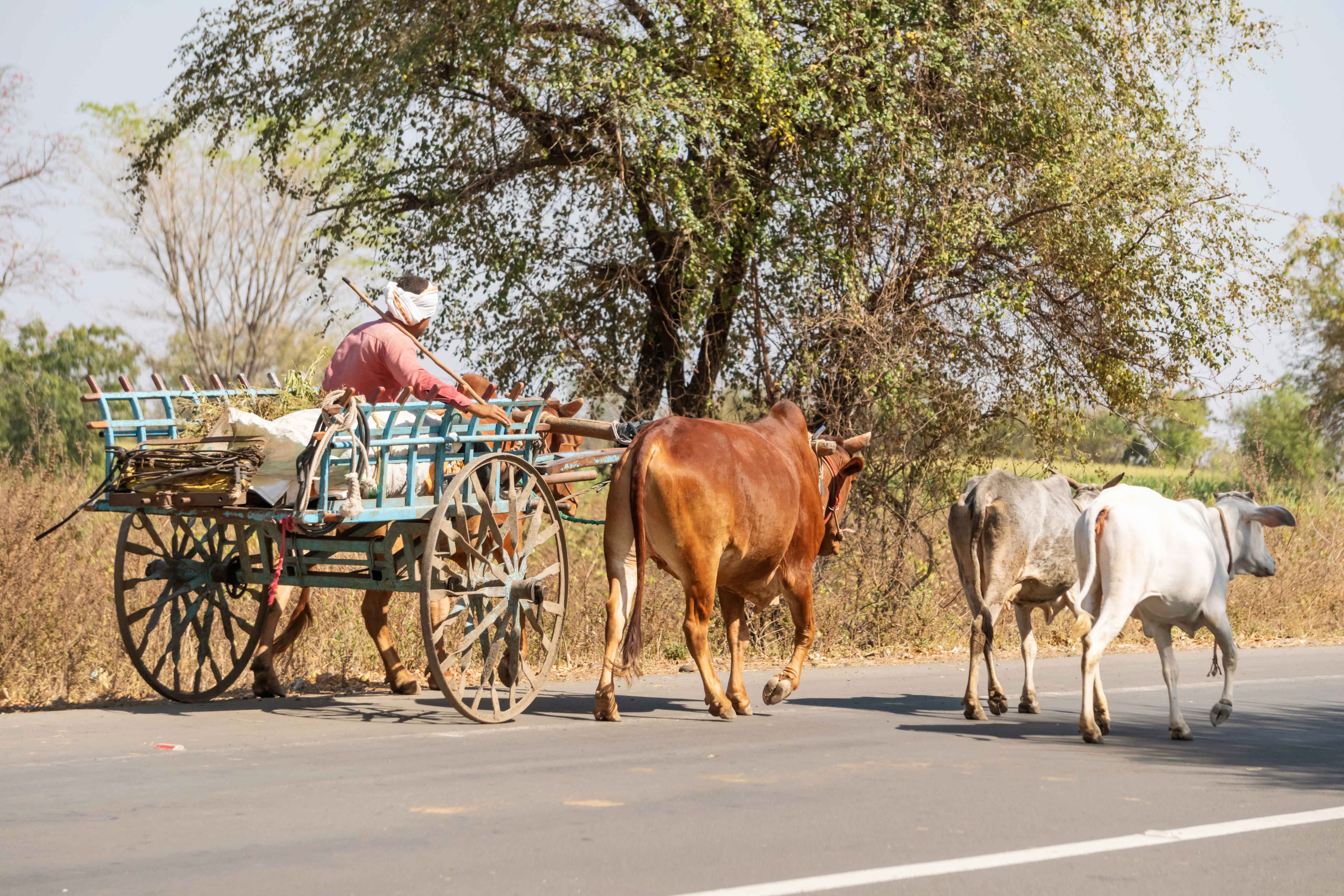 India bullock cart HD stock images