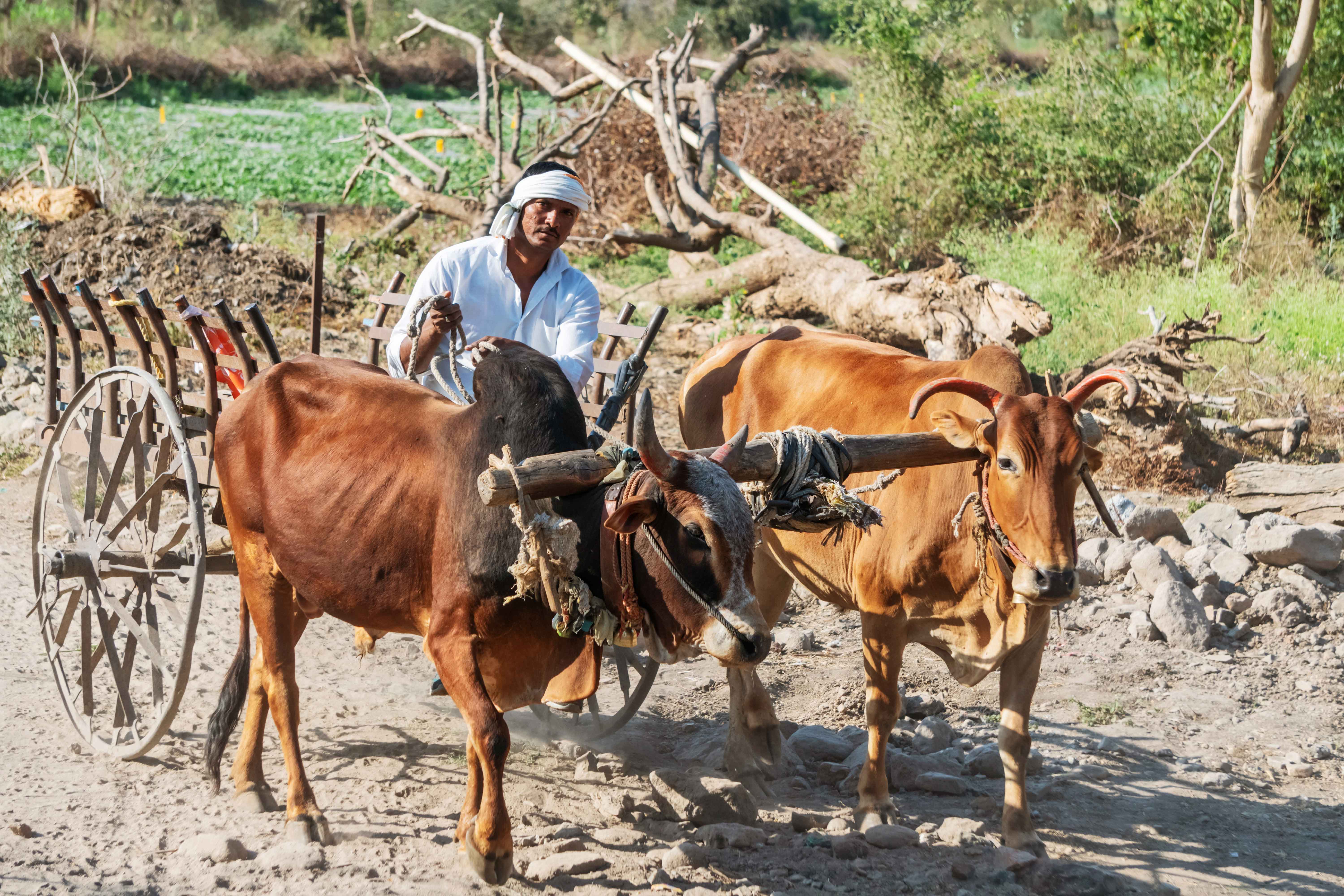 Indian farmer on Bull cart 6K resolution stock photo for free download