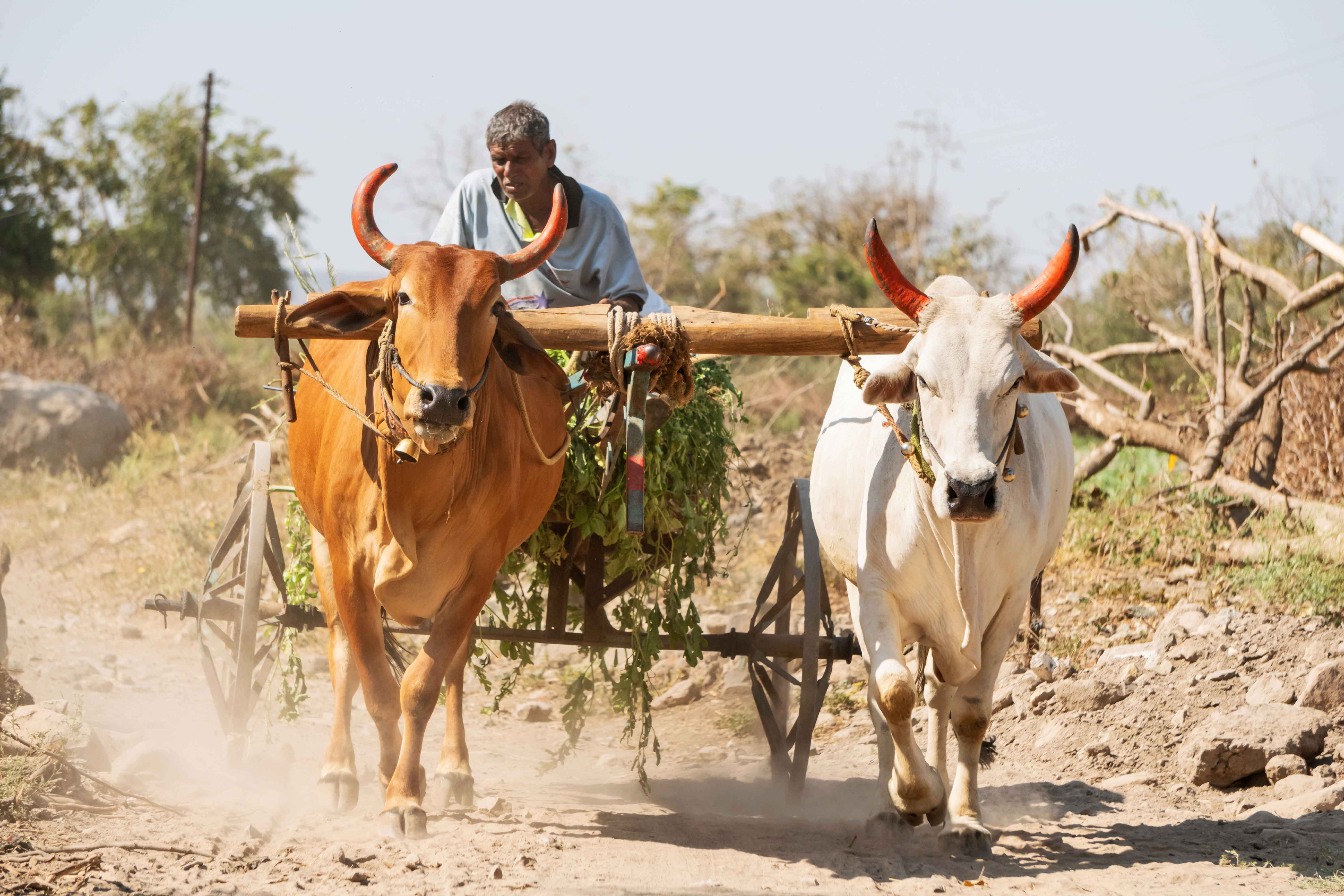indian village bullock cart HS stock images
