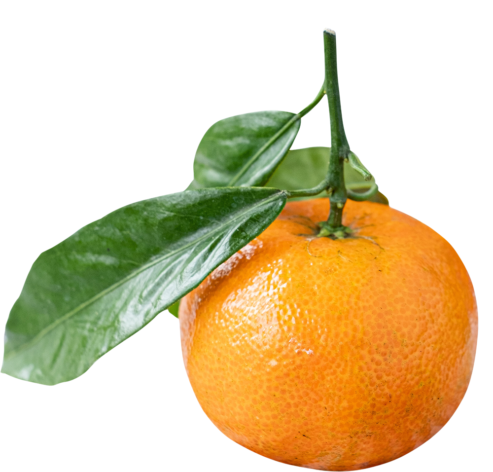 fresh mandarin png, mandarin png image, mandarin transparent png image, mandarin png full hd images download