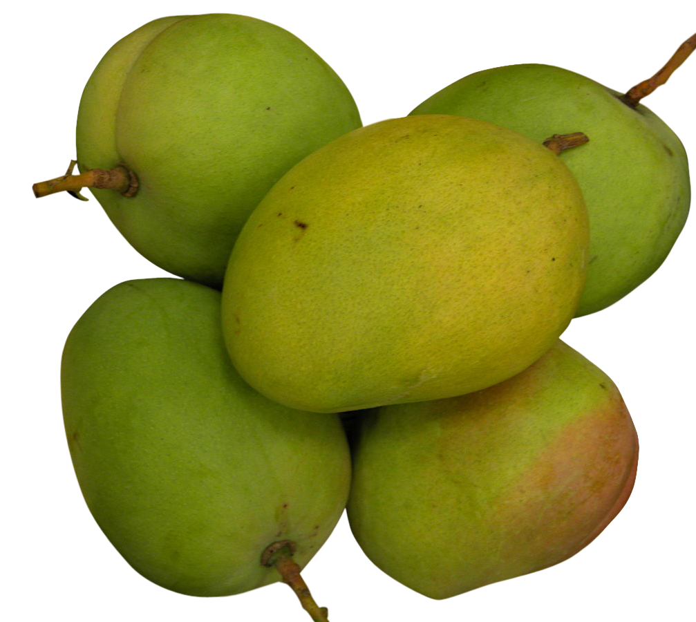 Mangoes image, fresh Mangoes png, Mangoes png image, Mangoes transparent png image, Mangoes png full hd images