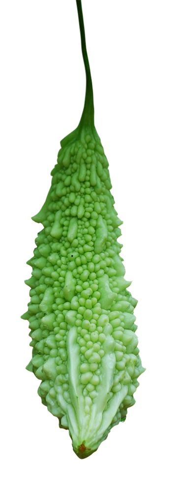 Bittergourd, free Bittergourd png, Bittergourd png image, transparent Bittergourd png image, Bittergourd png full hd images download