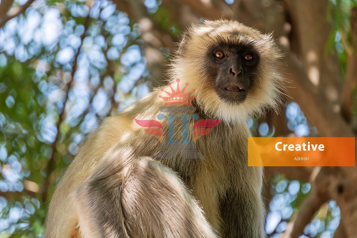 India Monkey langoor Sitting on branch