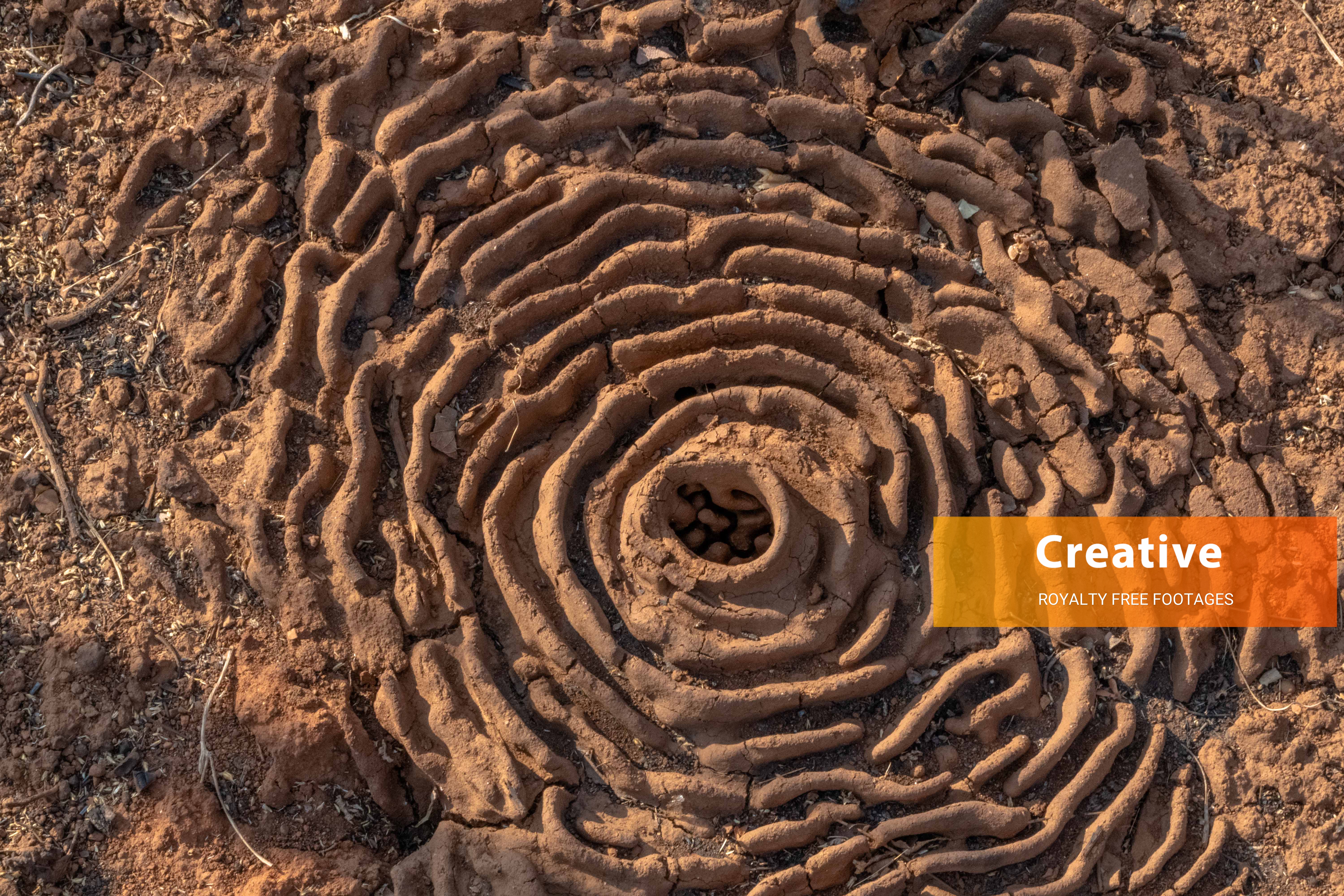 Ant nest HD stock images free download in 6K resolution