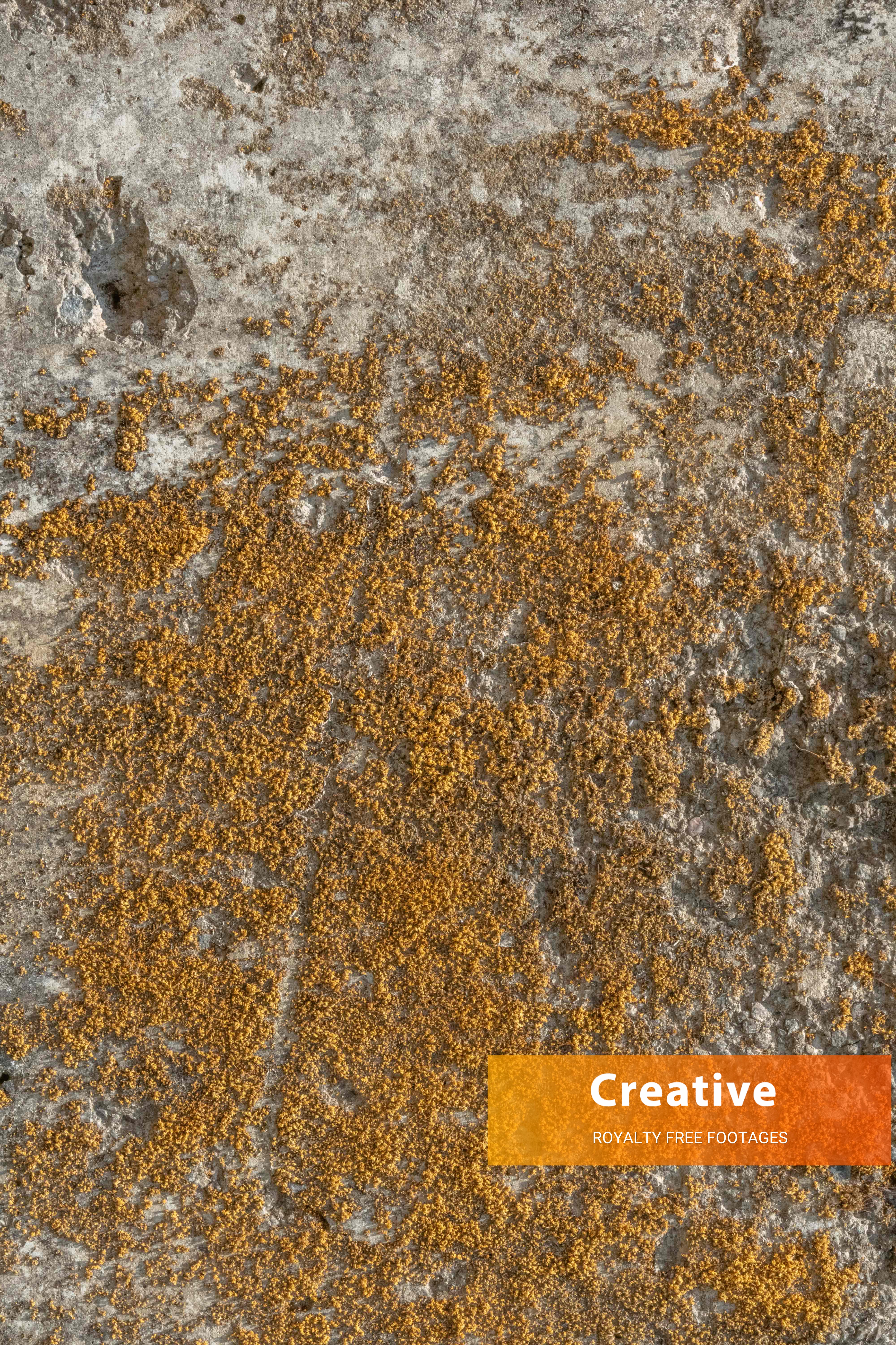 concrete surface with dry moss HD stock image in 6K resolution for free download