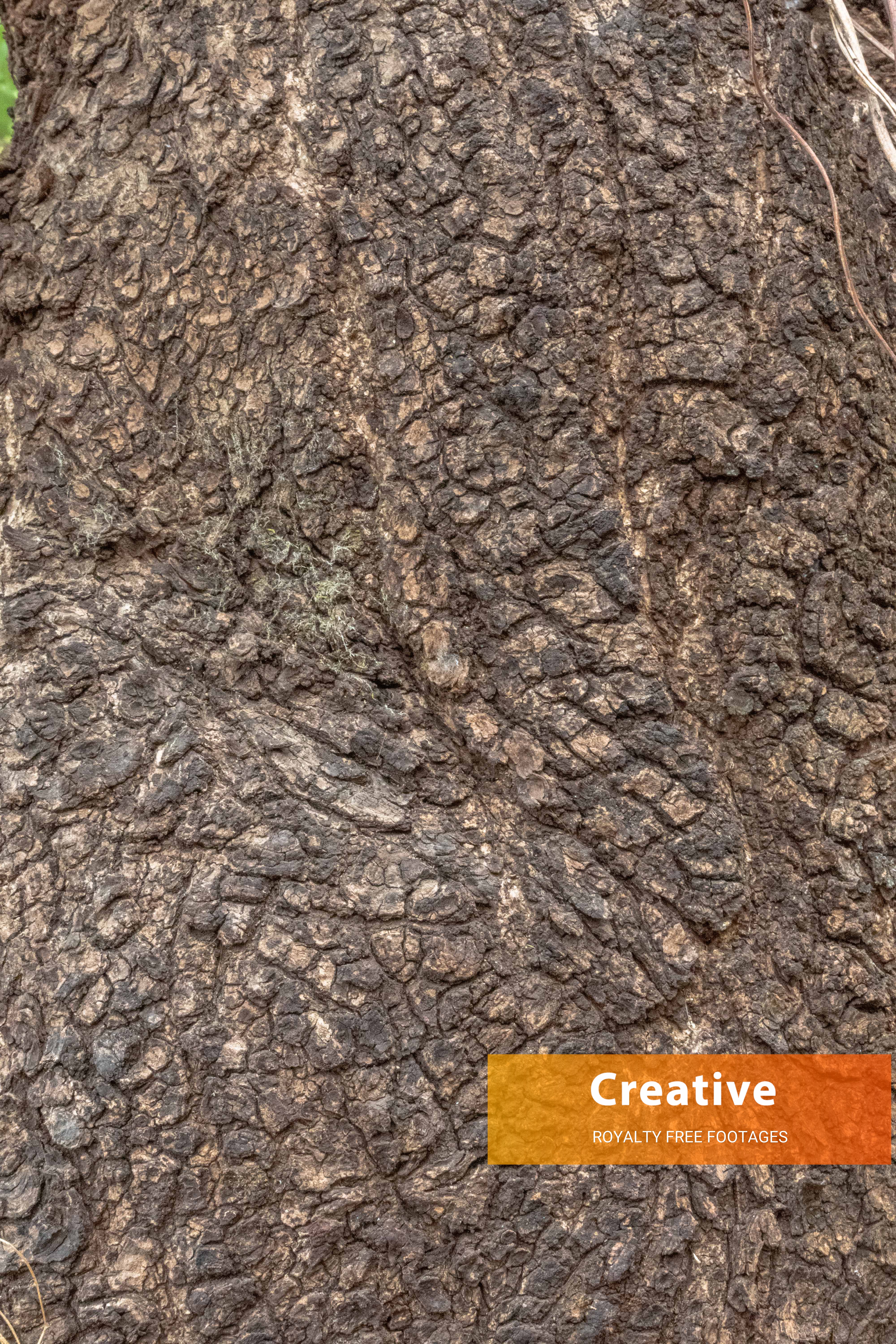 Tree Bark texture HD Images - Free Download Royalty Free Footages