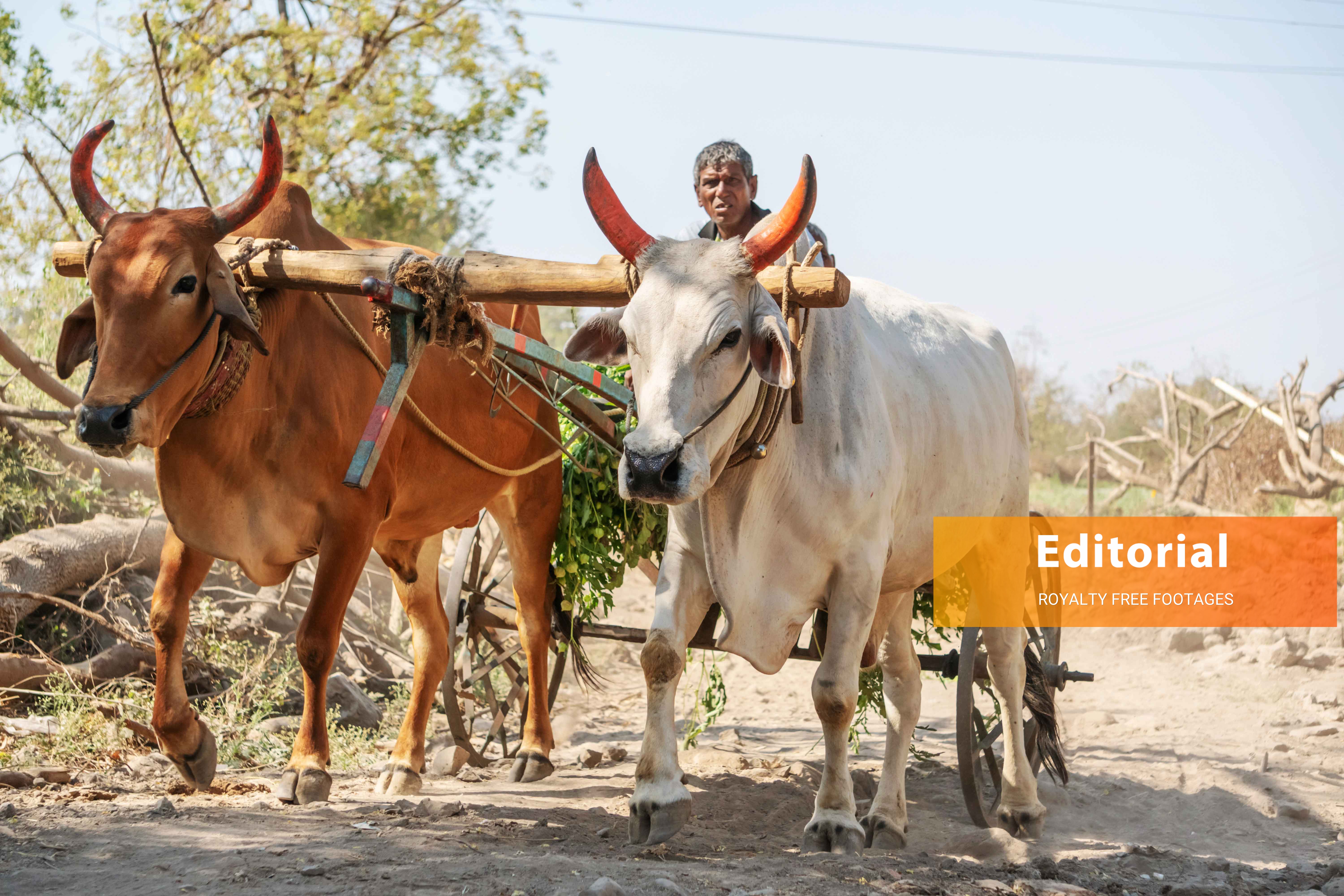 Close up Indian farmer with bullock cart stock images