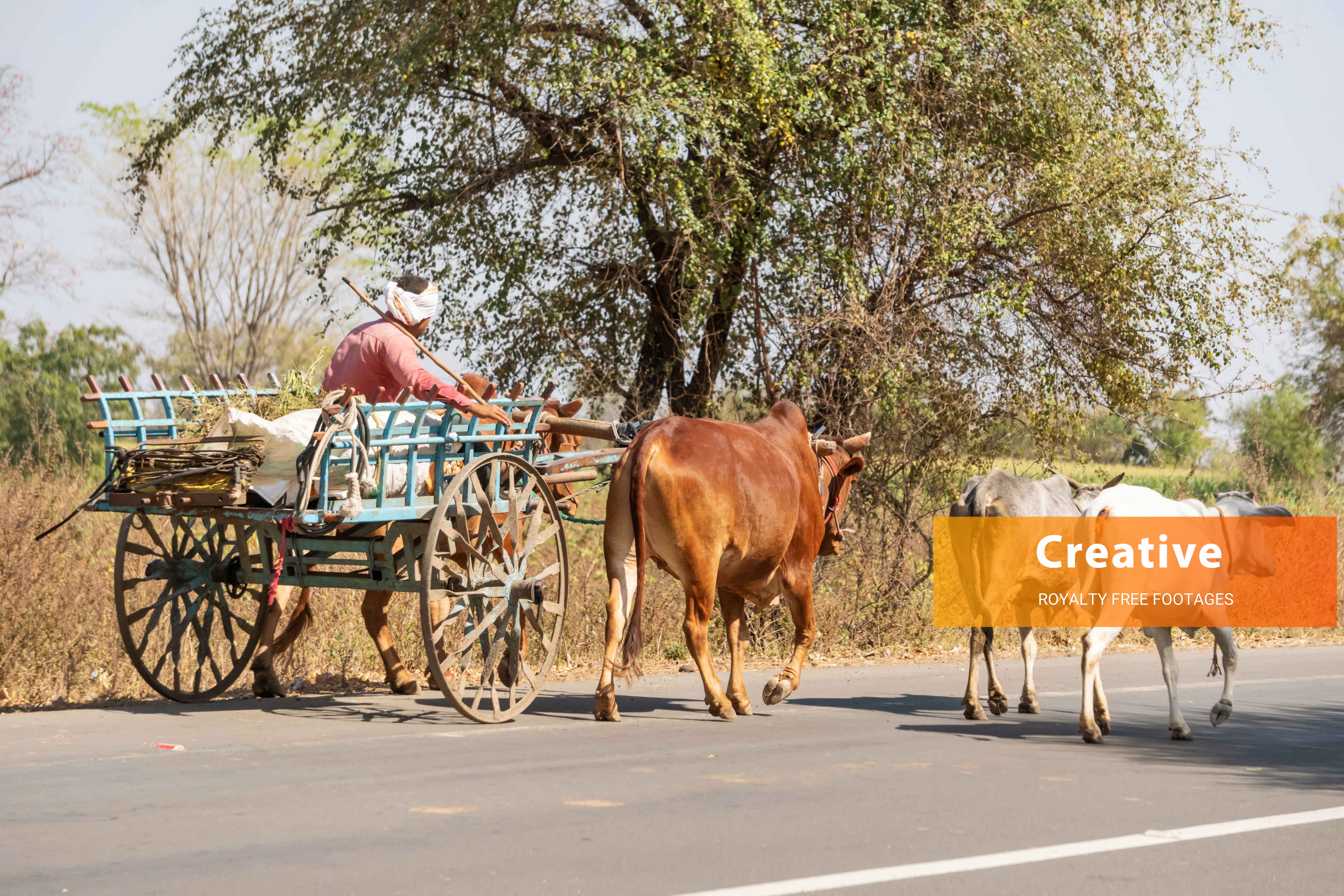 India bullock cart HD stock images