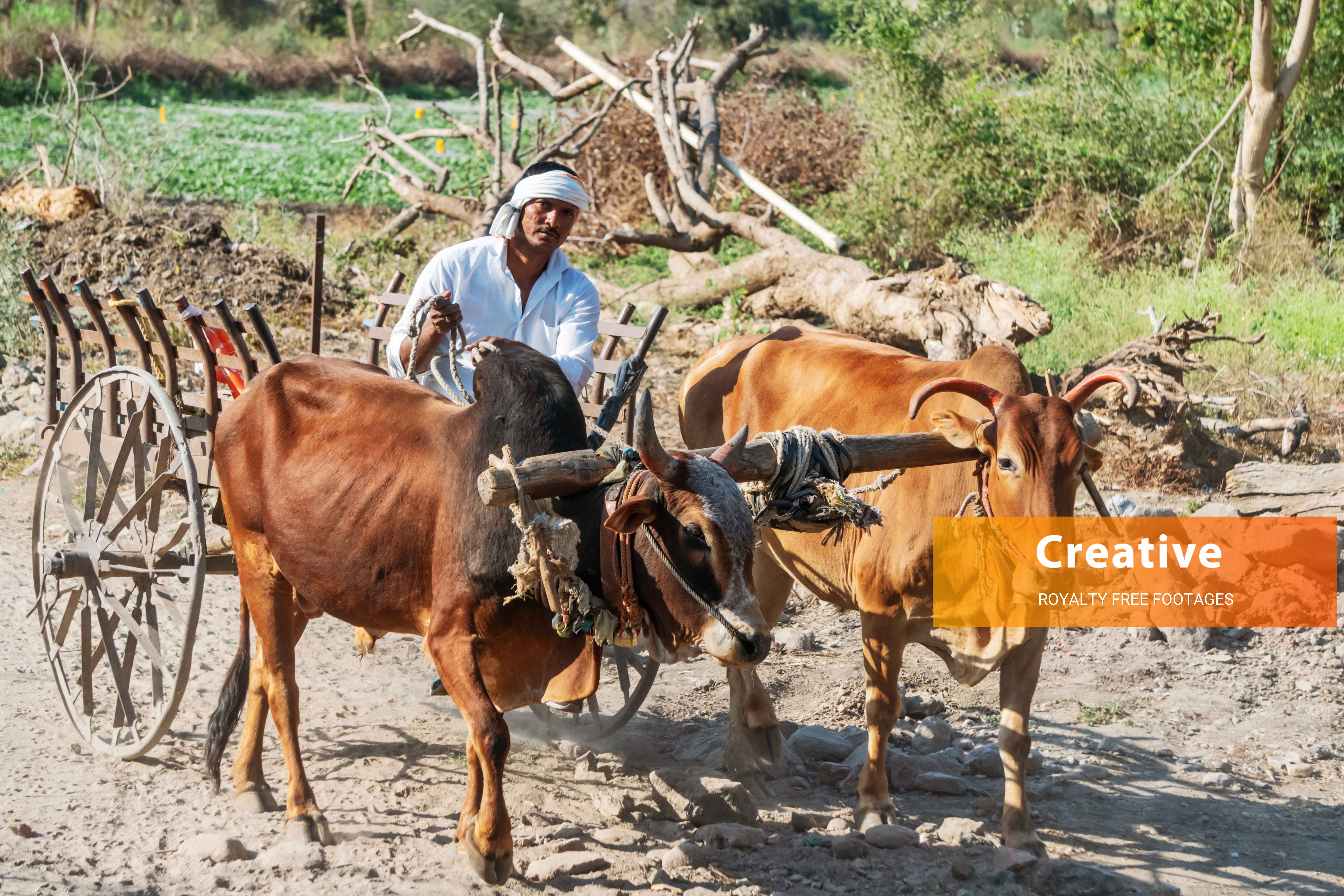 Indian farmer on Bull cart 6K resolution stock photo for free download
