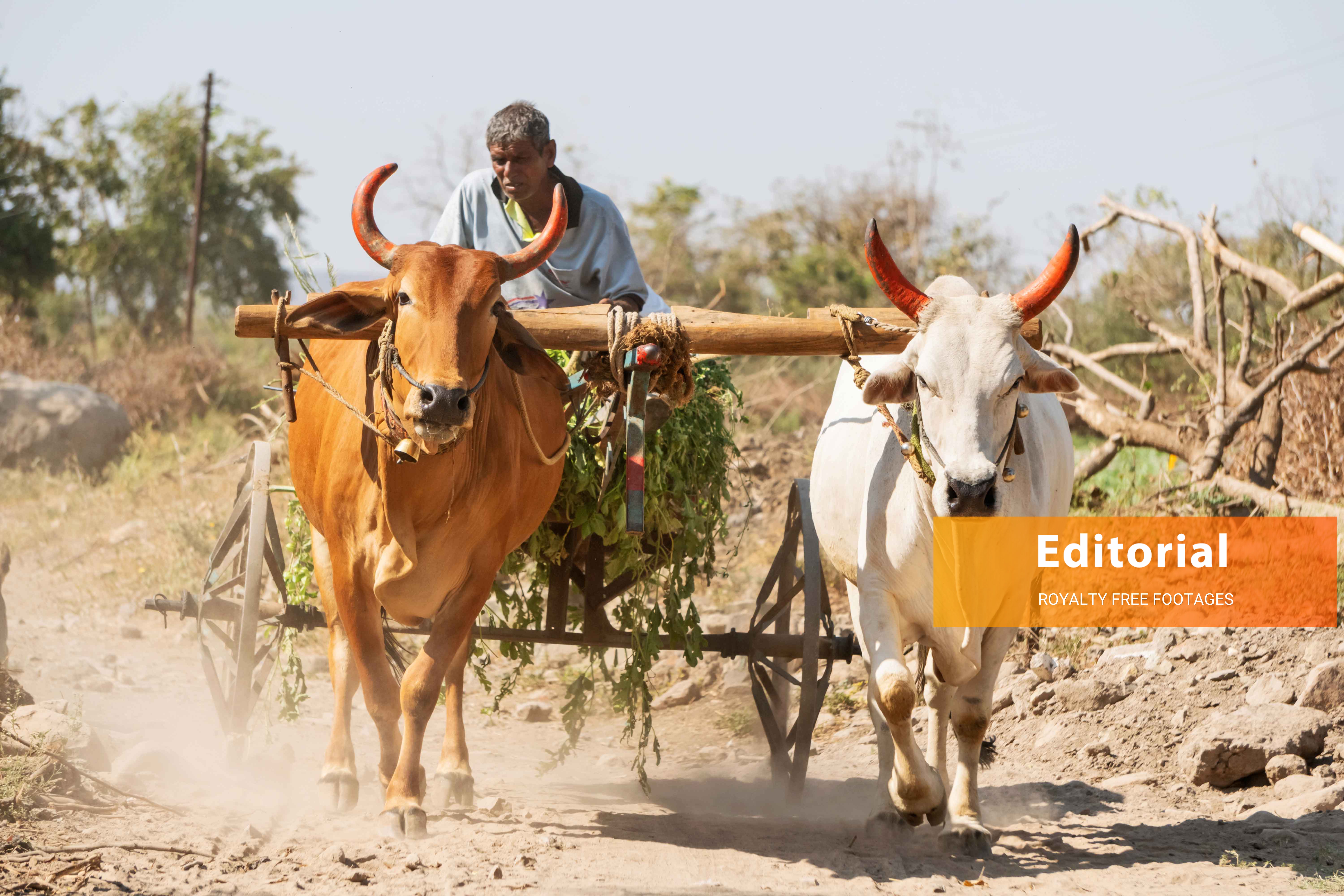 indian village bullock cart HS stock images