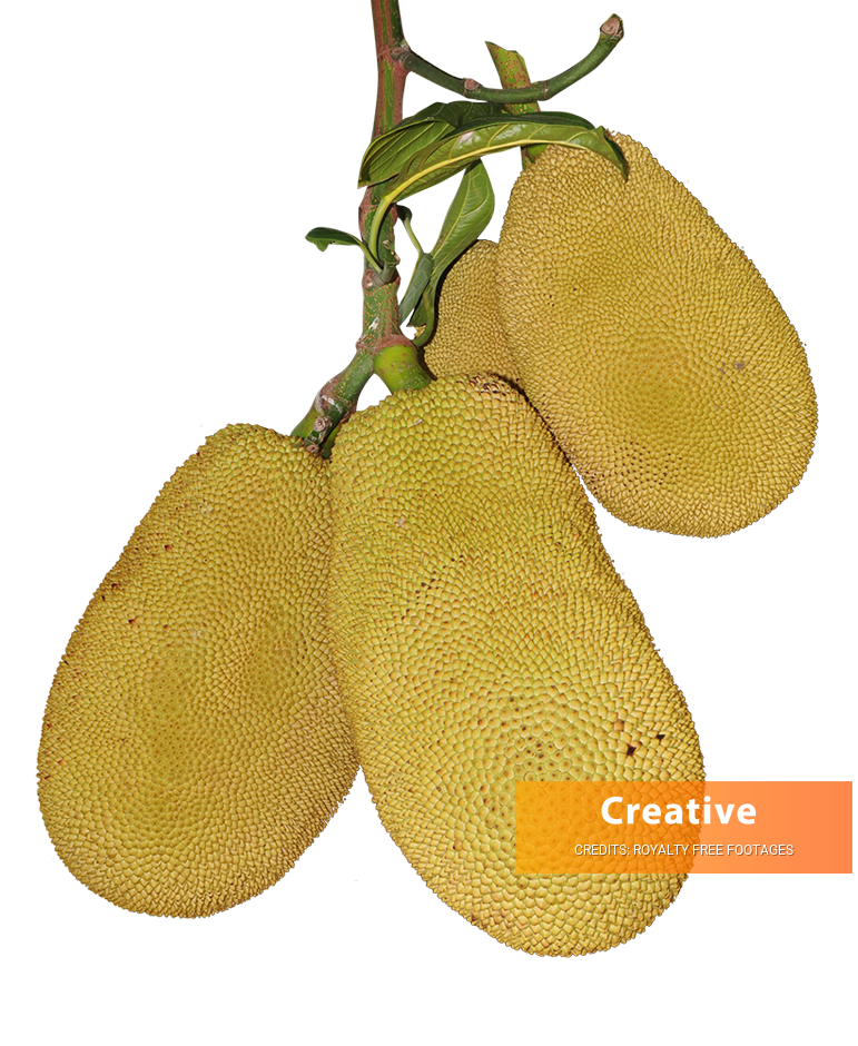 Jack fruit image, Jack fruit png, Jack fruit png image, Jack fruit transparent png image, Jack fruit png full hd images download