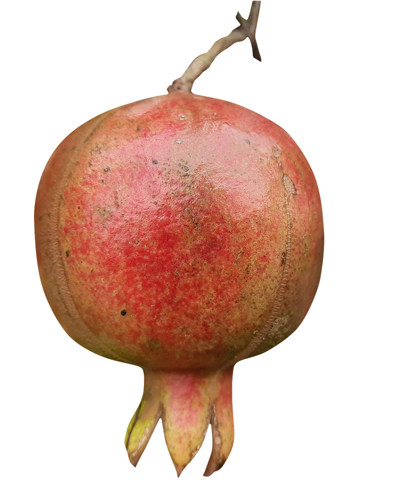 Pomegranate image, Pomegranate png, Pomegranate png image, Pomegranate transparent png image, Pomegranate png full hd